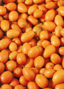 Sow Exotic Meiwa Kumquat (Citrus Crassifolia 'Meiwa')