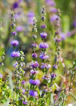 Sow Exotic Pennyroyal (Mentha Pulegium)