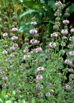 Sow Exotic Pennyroyal (Mentha Pulegium)