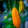 Sow Exotic Bitter Melon, Chinese (Momordica Charantia)