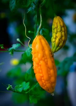 Sow Exotic Bitter Melon, Chinese (Momordica Charantia)