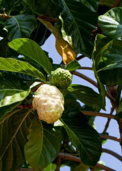 Sow Exotic Noni (Morinda Citrifolia) Tropical Fruit & Spice Trees