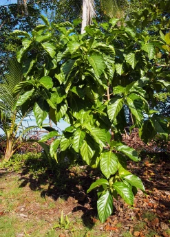 Sow Exotic Noni (Morinda Citrifolia) Tropical Fruit & Spice Trees