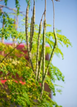 Sow Exotic Moringa (Moringa Oleifera) Medicinal & Culinary Herbs