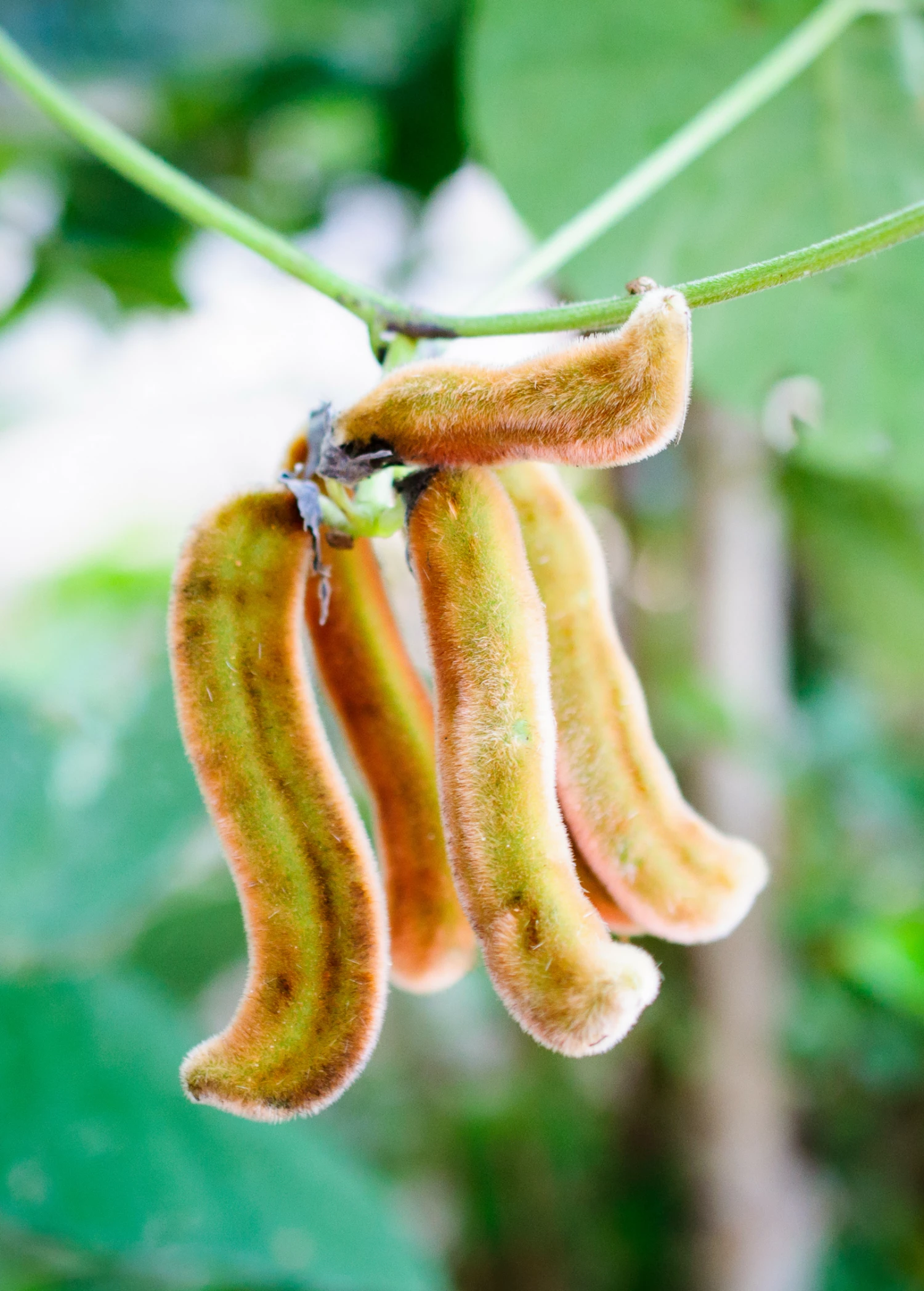 Sow Exotic Medicinal & Culinary Herbs Velvet Bean (Mucuna Pruriens) 1 Sow Exotic Medicinal & Culinary Herbs Velvet Bean (Mucuna Pruriens)