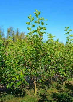 Sow Exotic Mulberry 'Shangri La' (Morus Alba X Rubra) Tropical Fruit & Spice Trees