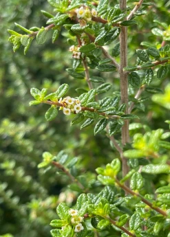 Sow Exotic Moujean Tea, Bahama Berry (Nashia Inaguensis) Medicinal & Culinary Herbs