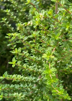 Sow Exotic Moujean Tea, Bahama Berry (Nashia Inaguensis) Medicinal & Culinary Herbs