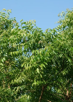 Sow Exotic Medicinal & Culinary Herbs Neem Tree (Azadirachta Indica)