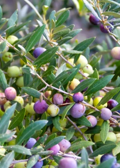 Sow Exotic Tropical Fruit & Spice Trees Olive 'Arbequina' (Olea Europea)