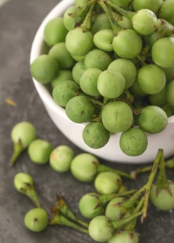 Sow Exotic Pea Eggplant (Solanum Torvum)