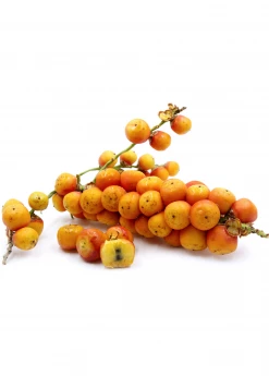 Sow Exotic Jelly Palm (Butia Capitata) 5 Sow Exotic Jelly Palm (Butia Capitata)