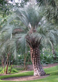 Sow Exotic Jelly Palm (Butia Capitata)