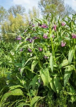 Sow Exotic Medicinal & Culinary Herbs Comfrey (Symphytum Uplandicum)
