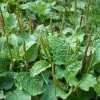 Sow Exotic Sweet Plantain Herb, Broadleaf (Plantago Major) Medicinal & Culinary Herbs