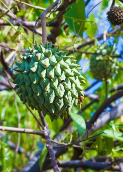 Sow Exotic Rollinia (Rollinia Deliciosa)