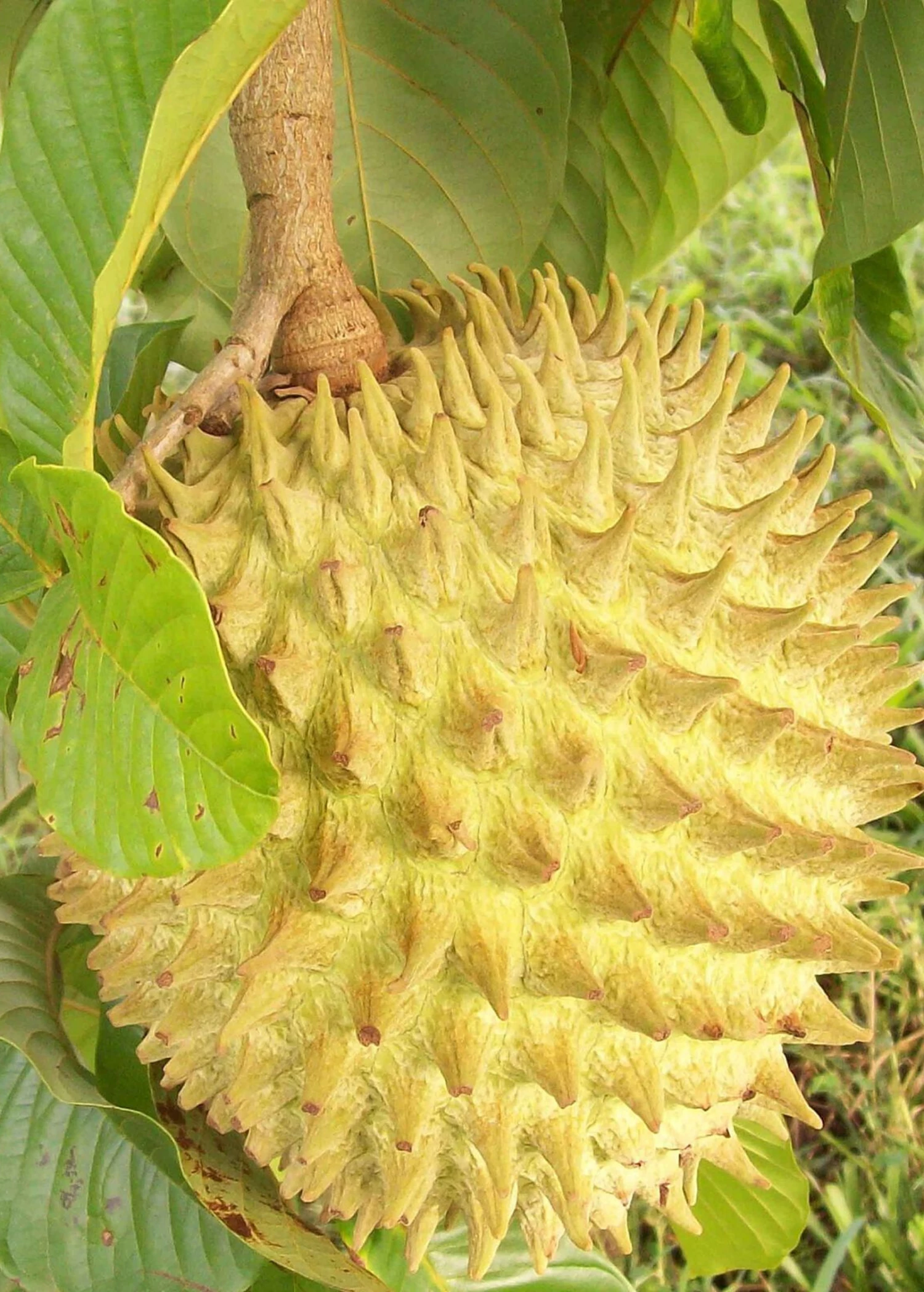 Sow Exotic Rollinia (Rollinia Deliciosa)