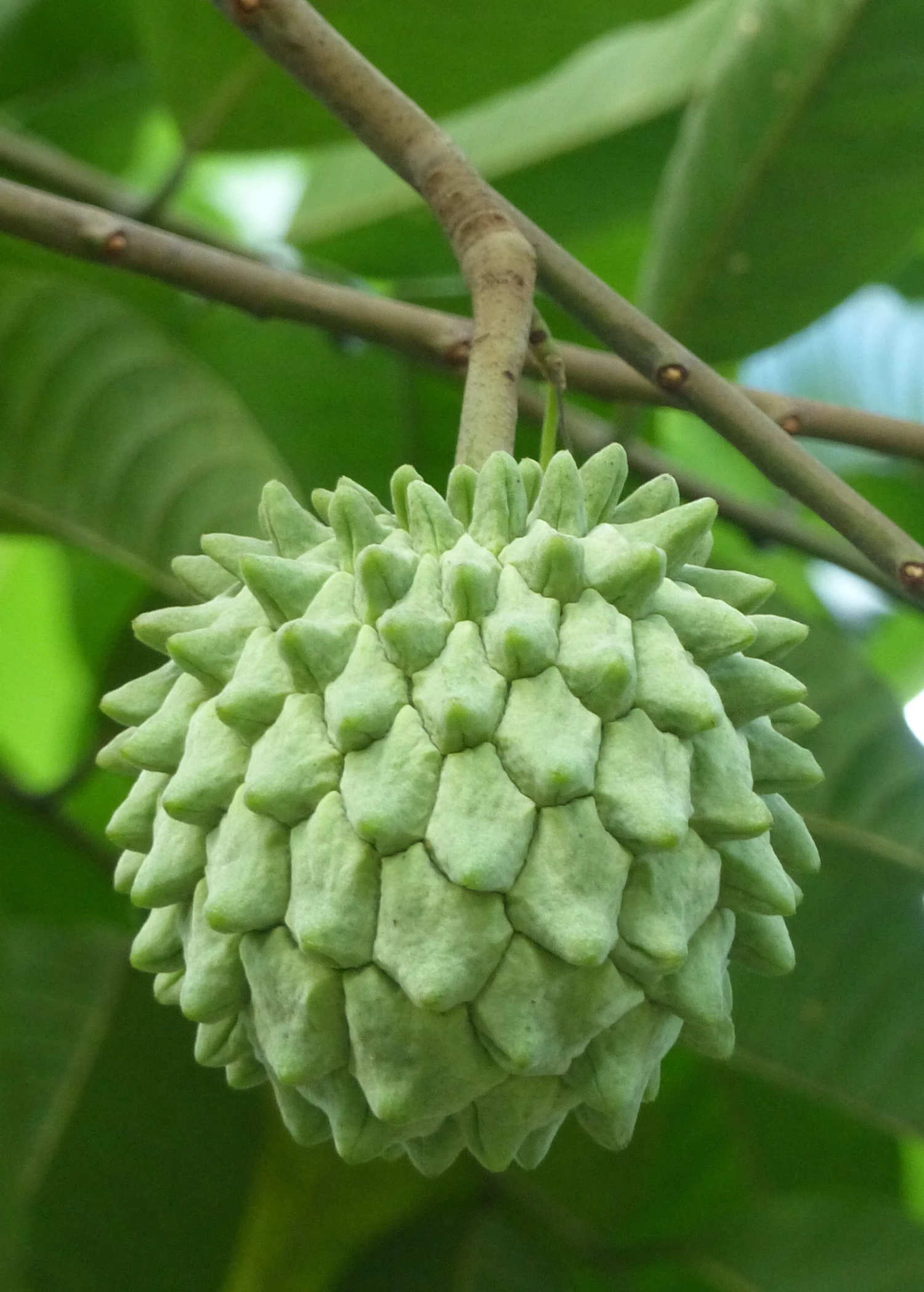 Sow Exotic Rollinia (Rollinia Deliciosa)