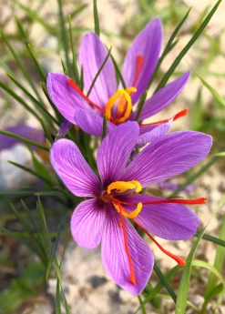 Sow Exotic Medicinal & Culinary Herbs Saffron (Crocus Sativus)