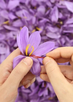 Sow Exotic Medicinal & Culinary Herbs Saffron (Crocus Sativus)