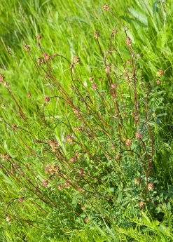 Sow Exotic Salad Burnet (Sanguisorba Minor)