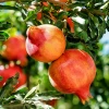 Sow Exotic Pomegranate 'Salavatski' (Punica Granatum)