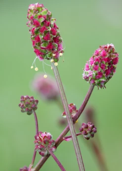 Sow Exotic Salad Burnet (Sanguisorba Minor)