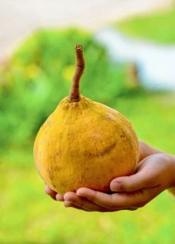Sow Exotic Tropical Fruit & Spice Trees Santol (Sandoricum Koetjape)