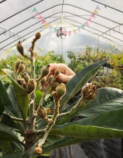 Sow Exotic Tropical Fruit & Spice Trees Loquat 'Christmas' (Eriobotrya Japonica) 12 Sow Exotic Tropical Fruit & Spice Trees Loquat 'Christmas' (Eriobotrya Japonica)