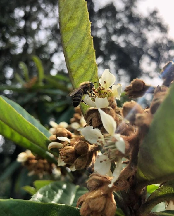 Sow Exotic Tropical Fruit & Spice Trees Loquat 'Christmas' (Eriobotrya Japonica) 8 Sow Exotic Tropical Fruit & Spice Trees Loquat 'Christmas' (Eriobotrya Japonica)
