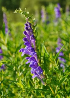 Sow Exotic Medicinal & Culinary Herbs Skullcap (Scutellaria Baicalensis)
