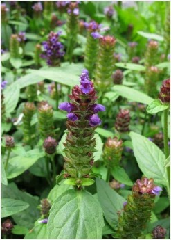 Sow Exotic Self Heal Herb (Prunella Vulgaris) Medicinal & Culinary Herbs