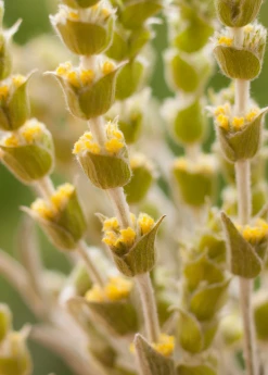 Sow Exotic Medicinal & Culinary Herbs Greek Mountain Tea (Sideritis Scardica)