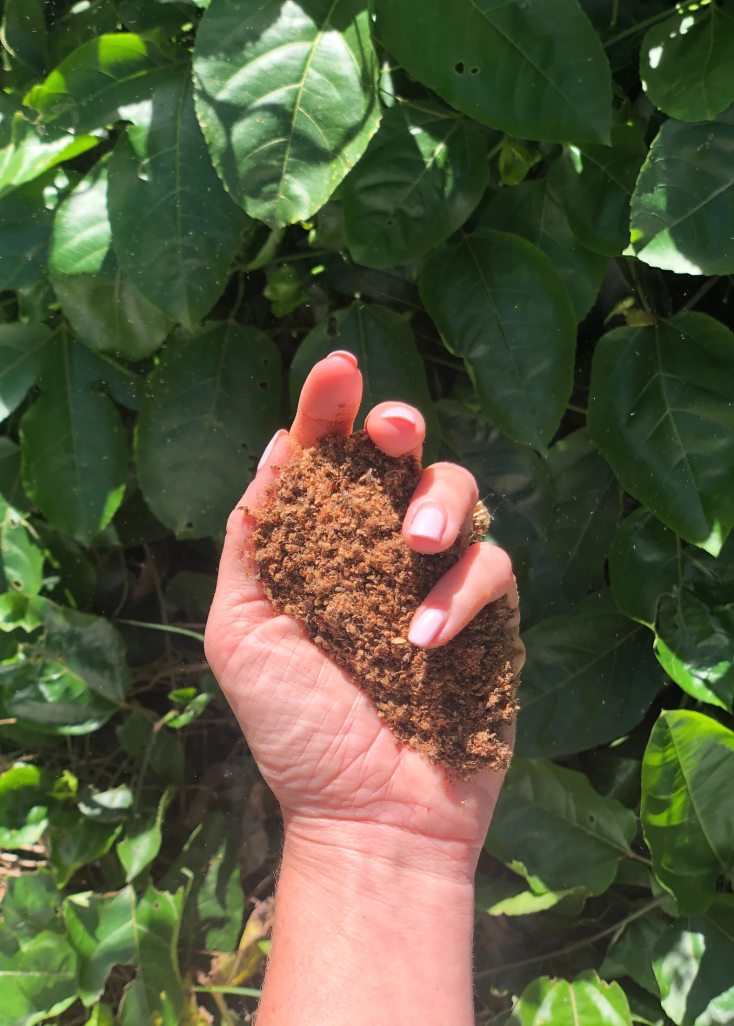 Sow Exotic Cottonseed Meal 6-0-4 Garden Tools 1 Sow Exotic Cottonseed Meal 6-0-4 Garden Tools