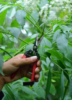 Sow Exotic Garden Tools Harvest Snips