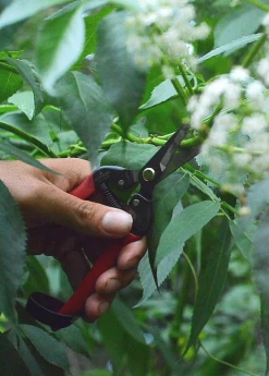 Sow Exotic Garden Tools Harvest Snips