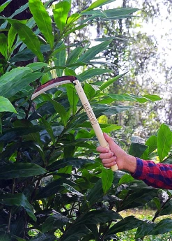 Sow Exotic Korean Grass Sickle Garden Tools