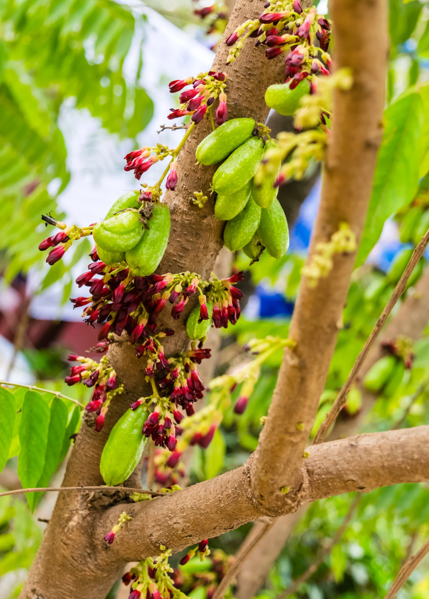 Sow Exotic Tropical Fruit & Spice Trees Bilimbi (Averrhoa Bilimbi) 3 Sow Exotic Tropical Fruit & Spice Trees Bilimbi (Averrhoa Bilimbi)