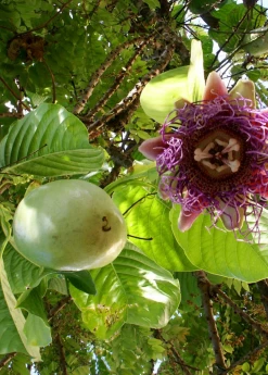 Sow Exotic Giant Granadilla (Passiflora Quadrangularis L.)