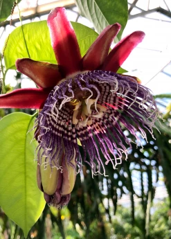 Sow Exotic Giant Granadilla (Passiflora Quadrangularis L.)
