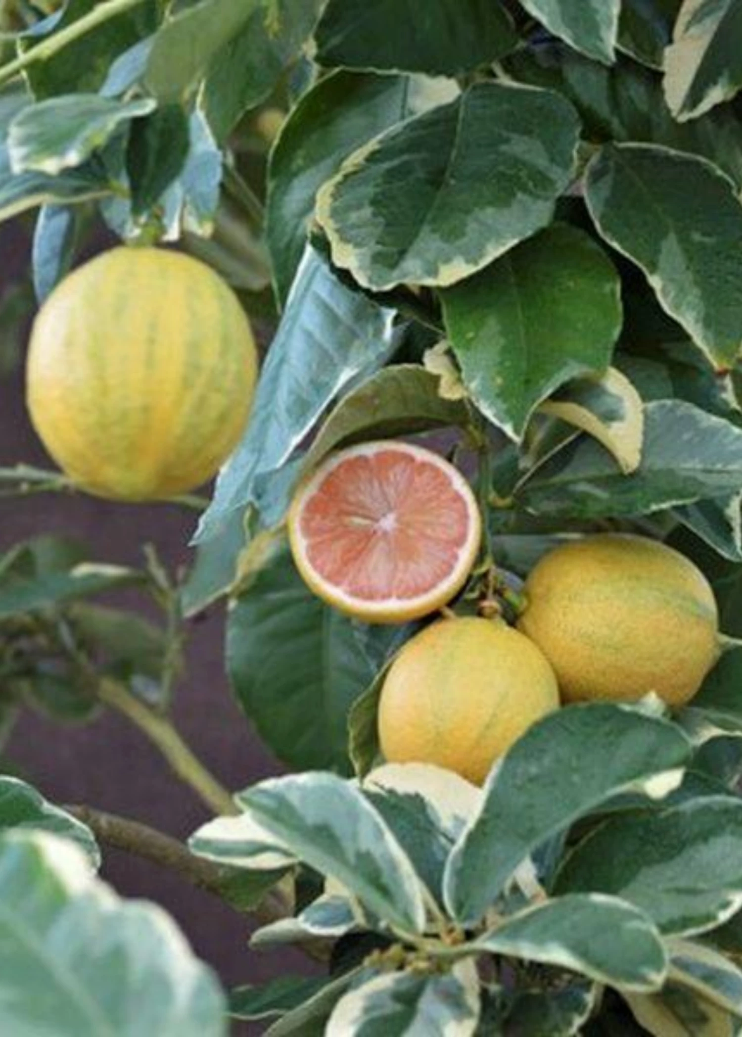 Sow Exotic Variegated Pink Lemon (Citrus × Limon) Tropical Fruit & Spice Trees 2 Sow Exotic Variegated Pink Lemon (Citrus × Limon) Tropical Fruit & Spice Trees