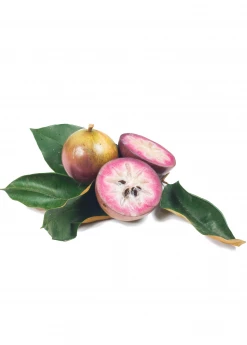 Sow Exotic Tropical Fruit & Spice Trees Star Apple, Caimito (Chrysophyllum Cainito) 7 Sow Exotic Tropical Fruit & Spice Trees Star Apple, Caimito (Chrysophyllum Cainito)