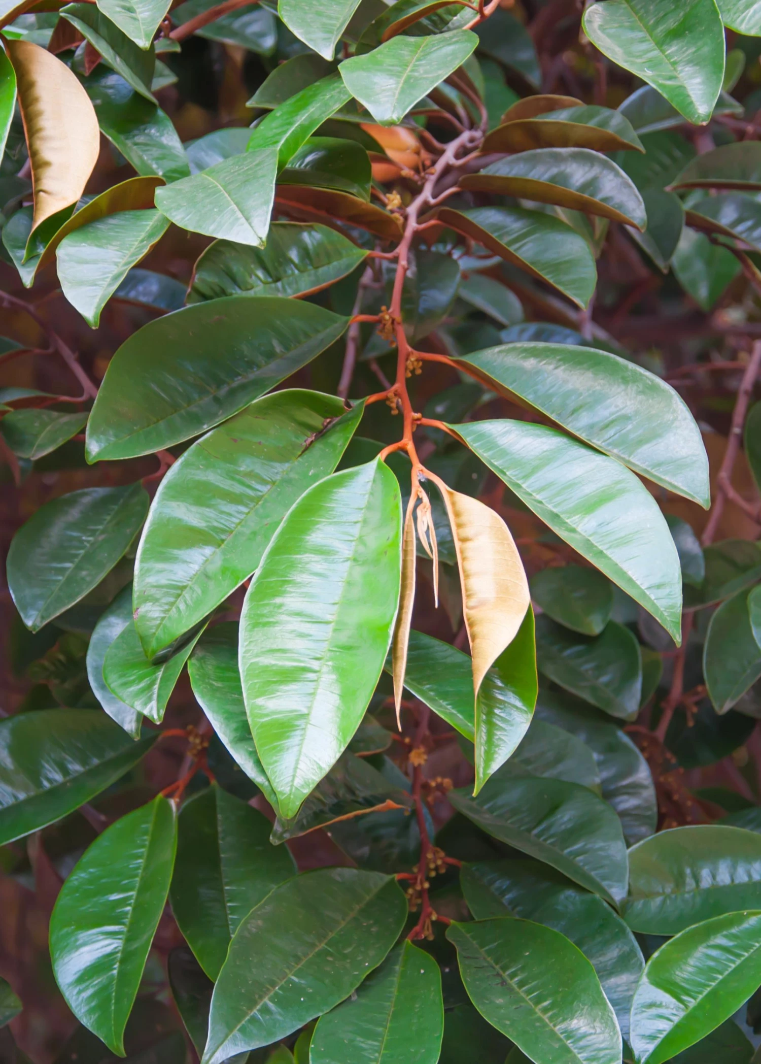 Sow Exotic Tropical Fruit & Spice Trees Star Apple, Caimito (Chrysophyllum Cainito) 2 Sow Exotic Tropical Fruit & Spice Trees Star Apple, Caimito (Chrysophyllum Cainito)