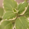 Sow Exotic Cuban Oregano, Variegated (Plectranthus Amboinicus)