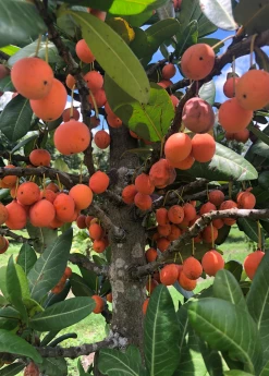 Sow Exotic Imbe (Garcinia Livingstonei)