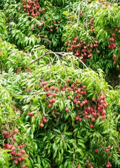 Sow Exotic Lychee 'Brewster' (Litchi Chinensis) Tropical Fruit & Spice Trees