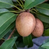 Sow Exotic Sapodilla 'Silas Wood' (Manilkara Zapota) Tropical Fruit & Spice Trees