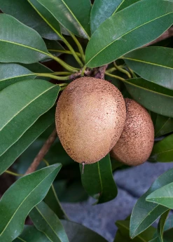 Sow Exotic Sapodilla 'Silas Wood' (Manilkara Zapota) Tropical Fruit & Spice Trees