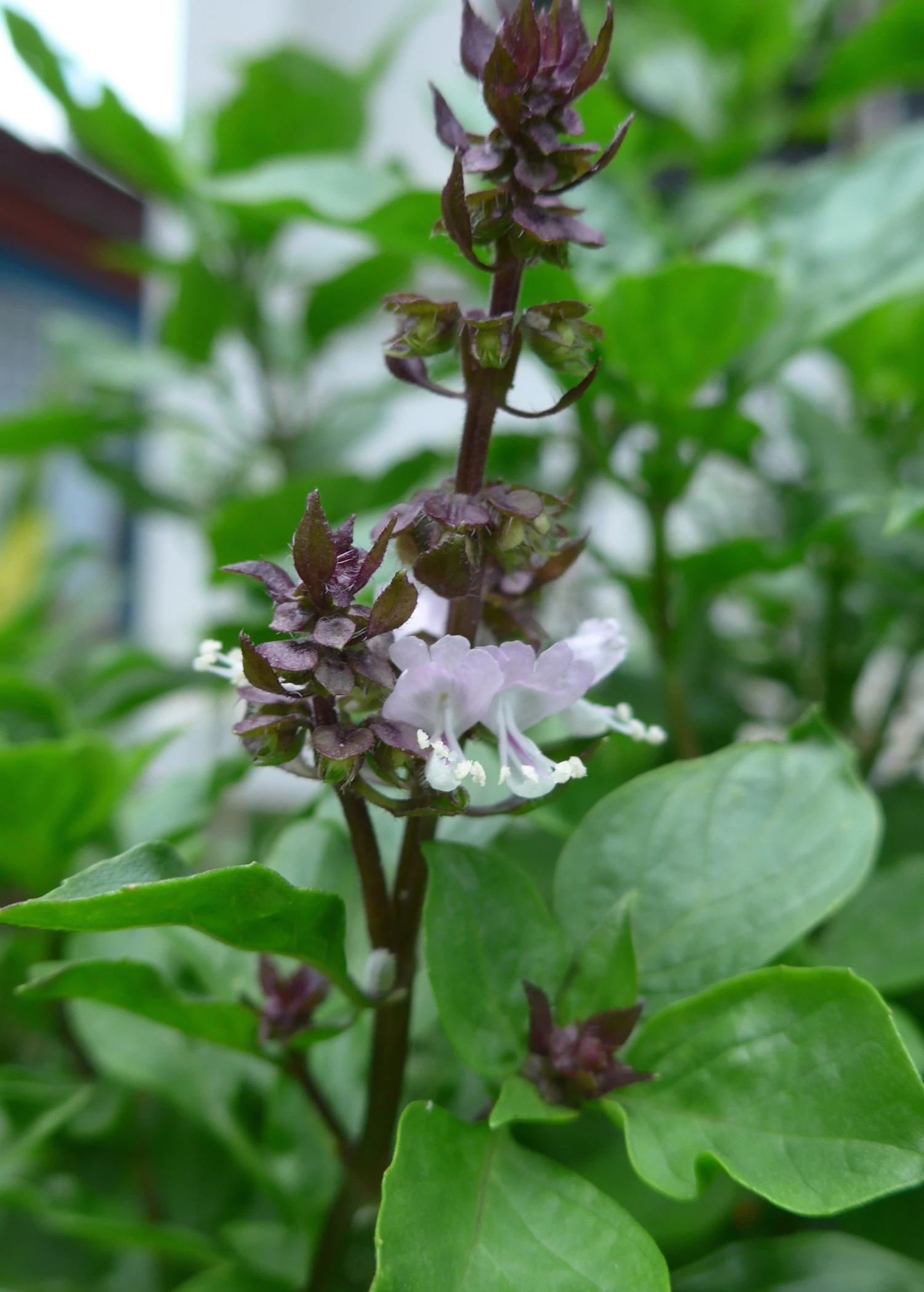 Sow Exotic Thai Basil (Ocimum Basilicum Var. Thyrsiflora) Medicinal & Culinary Herbs 1 Sow Exotic Thai Basil (Ocimum Basilicum Var. Thyrsiflora) Medicinal & Culinary Herbs