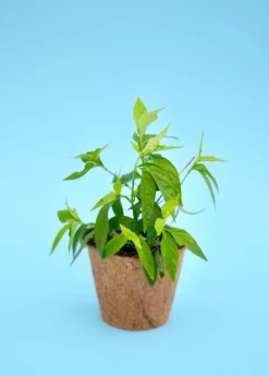 Sow Exotic Tilo (Justicia Pectoralis) 5 Sow Exotic Tilo (Justicia Pectoralis)